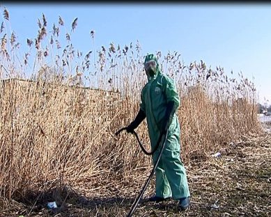 Птичий грипп больше не угрожает Калининграду