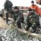 Агентство по рыболовству вошло в состав калининградского минсельхоза