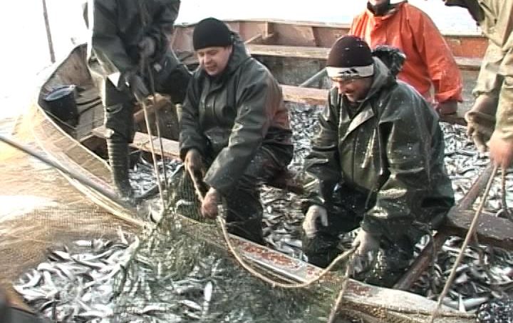 Агентство по рыболовству вошло в состав калининградского минсельхоза