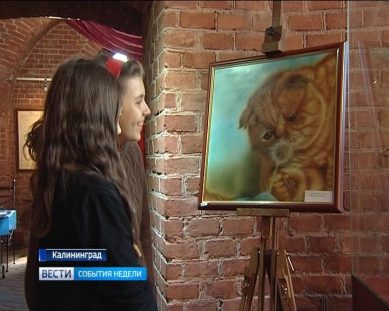 Во Всемирный день кошек в Калининграде открыли народную выставку