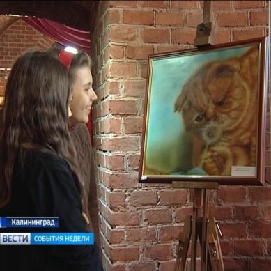 Во Всемирный день кошек в Калининграде открыли народную выставку