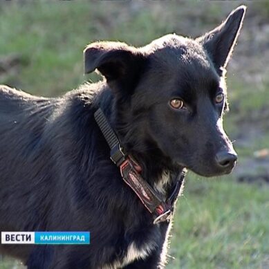 В Калининграде неравнодушные жители спасли погибающую собаку под Берлинским мостом