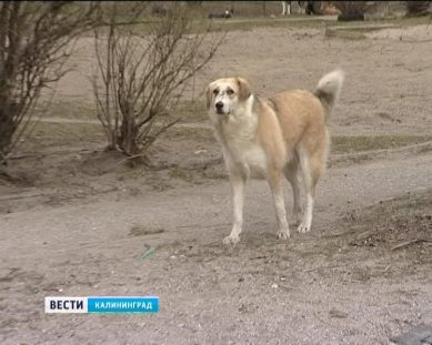 В поселке Прибрежный увеличилось число бродячих собак