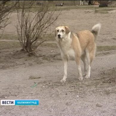 В поселке Прибрежный увеличилось число бродячих собак