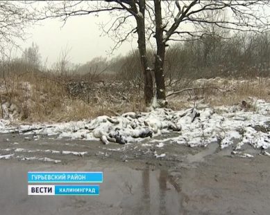 Неподалеку от Гурьевска на обочине дороги нашли полтора десятка умерщвленных телят