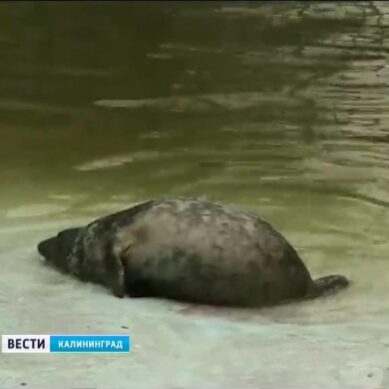 Тюлененок в Калининградском зоопарке начал осваивать бассейн