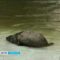 Тюлененок в Калининградском зоопарке начал осваивать бассейн