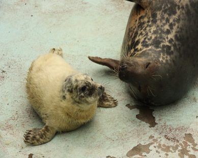Три тюленёнка появились на свет в Калининградском зоопарке