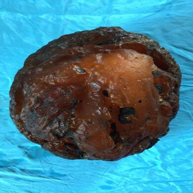 Под Калининградом нашли янтарный орех