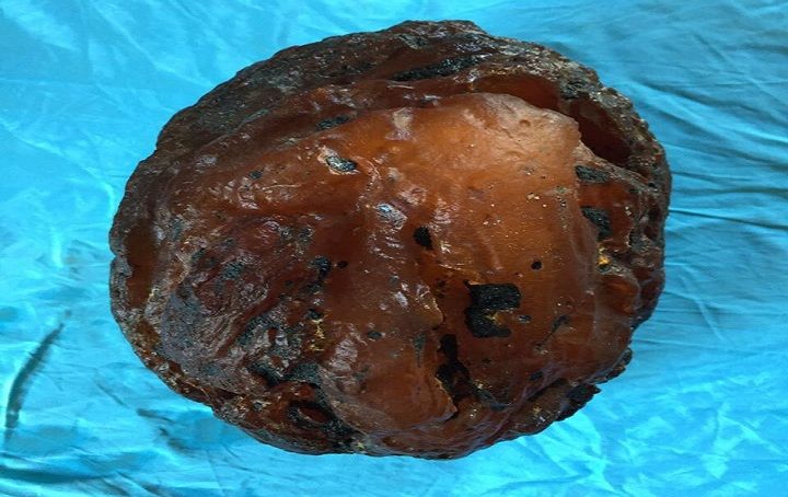 Под Калининградом нашли янтарный орех