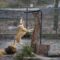 В Калининградском зоопарке установили «силовые тренажёры» для животных