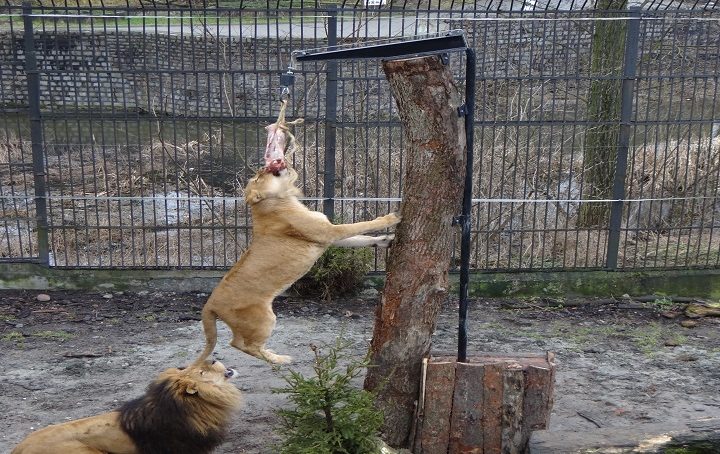 В Калининградском зоопарке установили «силовые тренажёры» для животных