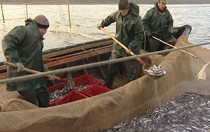 На калининградских рынках появились первые корюшка, салака и килька