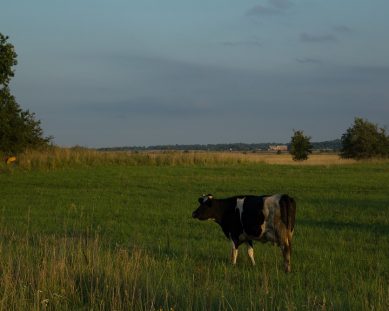 Средний в регионе надой на одну корову — 7 361 кг