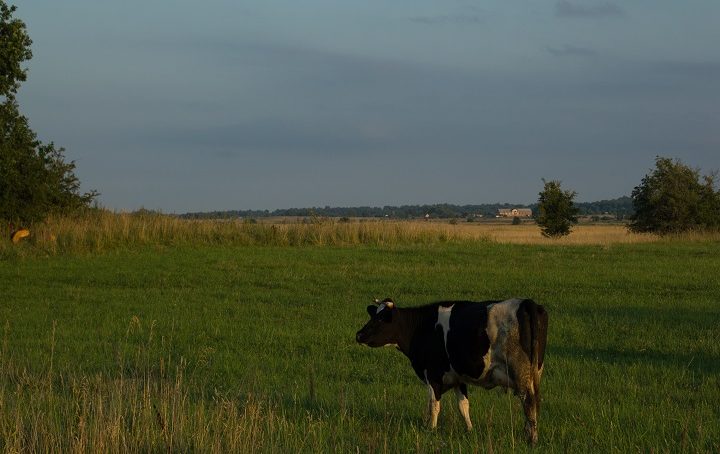 Калининградские фермеры отправили более 800 коров в другие регионы