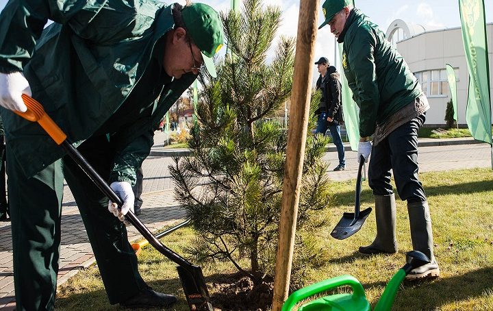 В День космонавтики в Калининграде будут сажать деревья
