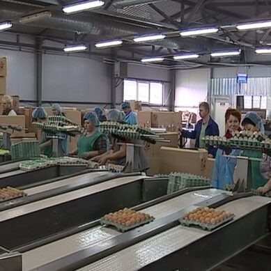 Производство яиц в регионе выросло на 20 процентов