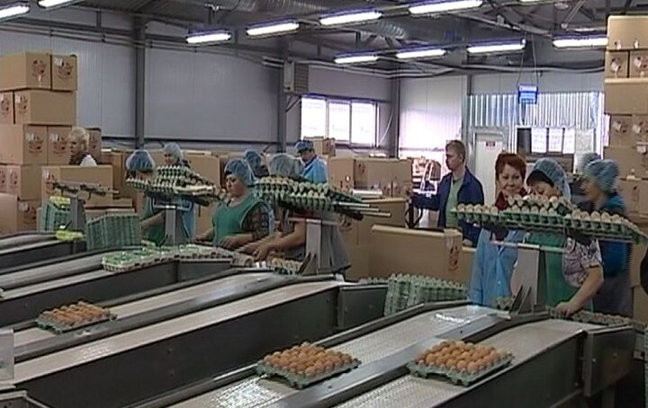 Производство яиц в регионе выросло на 20 процентов