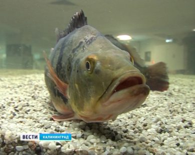 В аквариуме морского выставочного центра в Светлогорске поселились первые обитатели