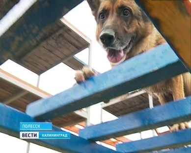 Калининградские кинологи рассказали о воспитании собак