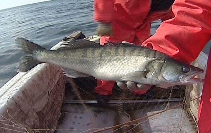 Сотрудники рыбохраны изъяли у браконьеров более 700 кг леща и судака