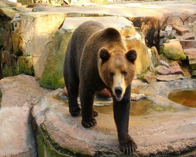 Калининградские медведи сменят прописку