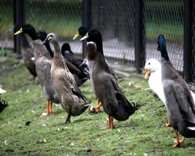 Россельхознадзор запретил поставку птицы из ЕС
