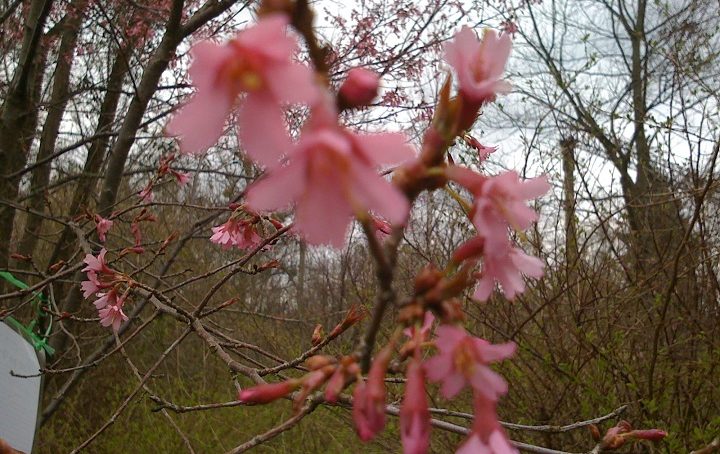 В Калининграде зацвела сакура