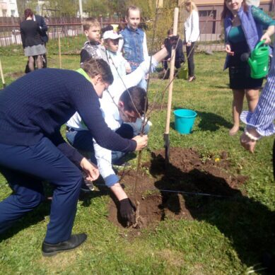 В Калининграде у школы №50 посадили фруктовый сад