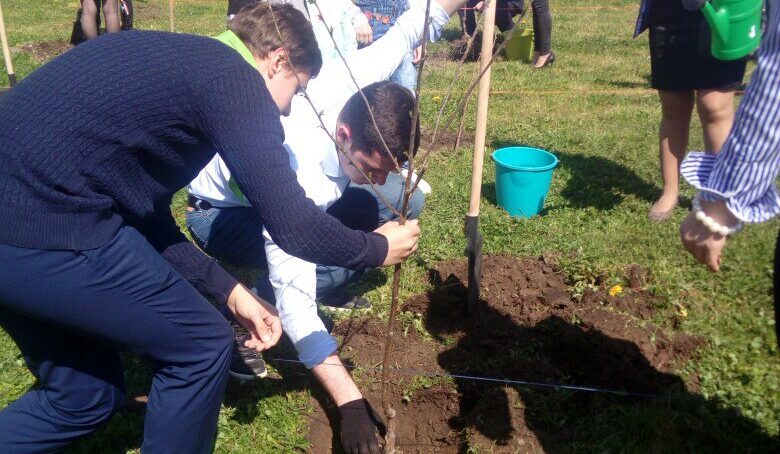 В Калининграде у школы №50 посадили фруктовый сад