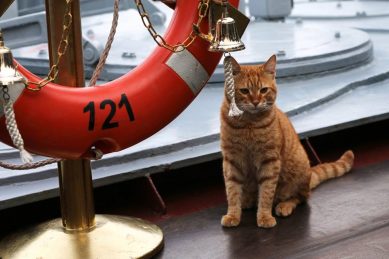 Первый кот, участвовавший в дальнем походе боевых кораблей к берегам Сирии