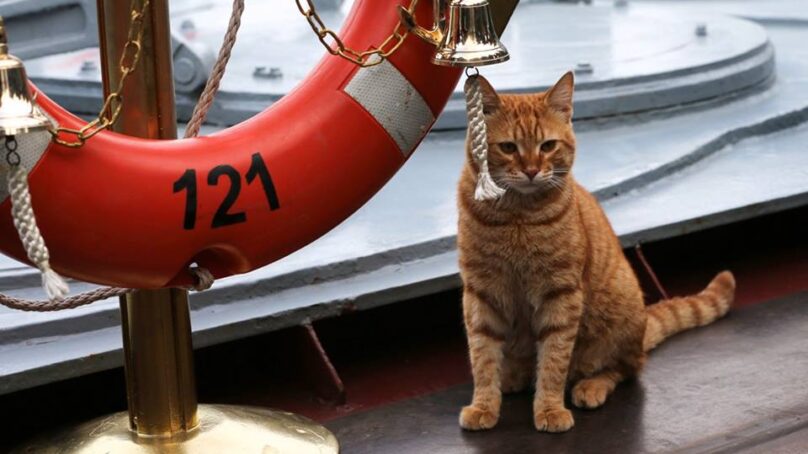 Первый кот, участвовавший в дальнем походе боевых кораблей к берегам Сирии