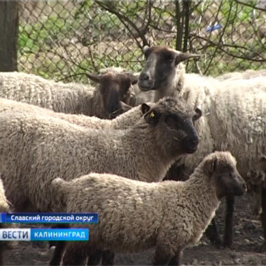 У калининградских овцеводов началась горячая страда