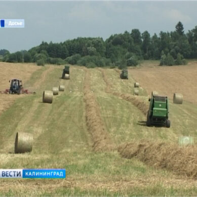 В Калининградской области объявлена чрезвычайная ситуация в сельском хозяйстве