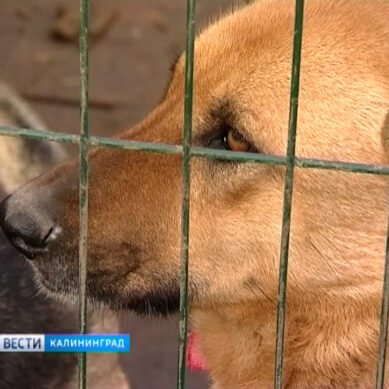 В эфире программы «Позиция» обсудили вопрос бездомных собак в Калининграде и области
