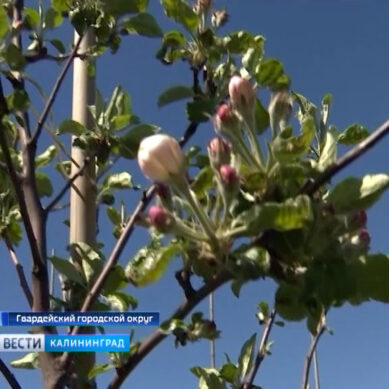 Около 30 тысяч яблонь высадили в Гвардейском районе