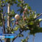 Около 30 тысяч яблонь высадили в Гвардейском районе
