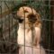 В Калининграде спасатели освободили застрявшего в решётке пса