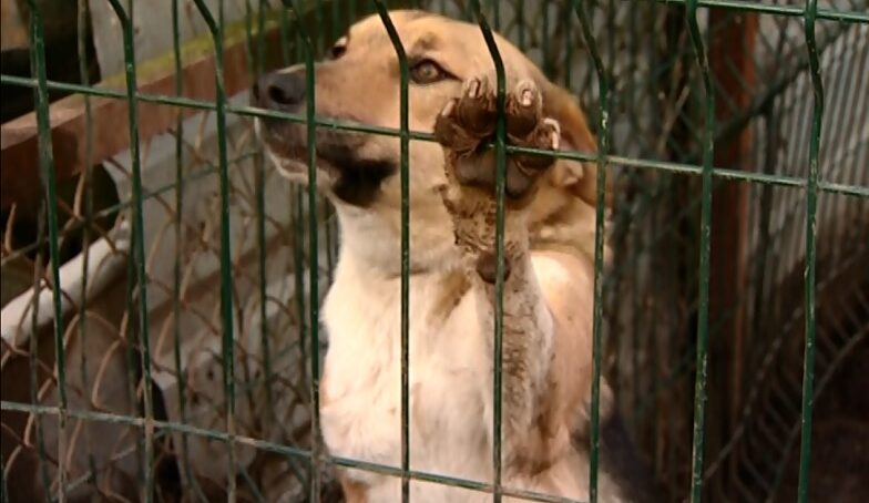 Калининградцам предлагают бесплатно стерилизовать собак