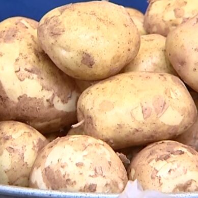 В Калининград не пустили 20 тонн белорусской картошки