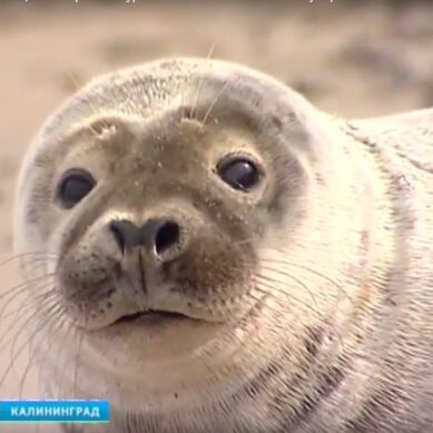 В правительстве обсудят меры по спасению тюленей