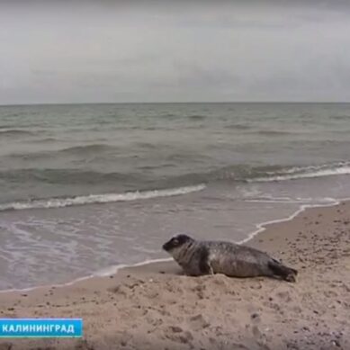 Тюлени на Куршской косе погибли от рук человека
