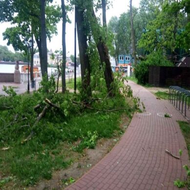Ветер повалил в Калининграде 9 деревьев
