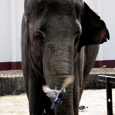 Слонихе из Калининградского зоопарка исполнилось 47 лет