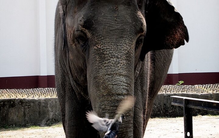 Слонихе из Калининградского зоопарка исполнилось 47 лет