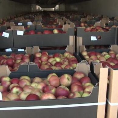 В Польше значительно снизился урожай яблок