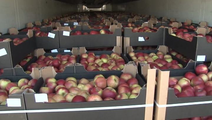 В Польше гниёт рекордный урожай яблок