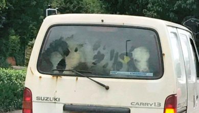 Британского фермера разыскивают за провоз коров на заднем сиденье машины