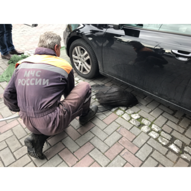 На Площади Победы в Калининграде поймали бобра