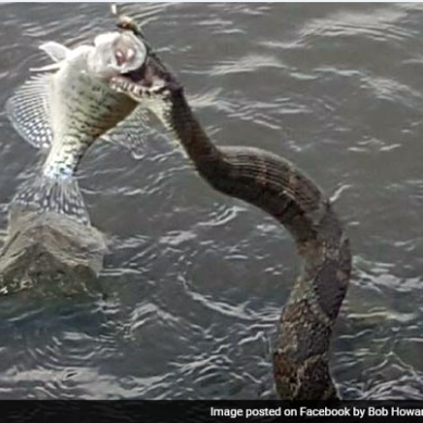Водяная змея украла улов рыбака
